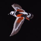 2012 BirdLife Ruddy Turnstone Pin Badge