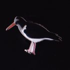 2013 BirdLife Pied Oystercatcher Pin Badge